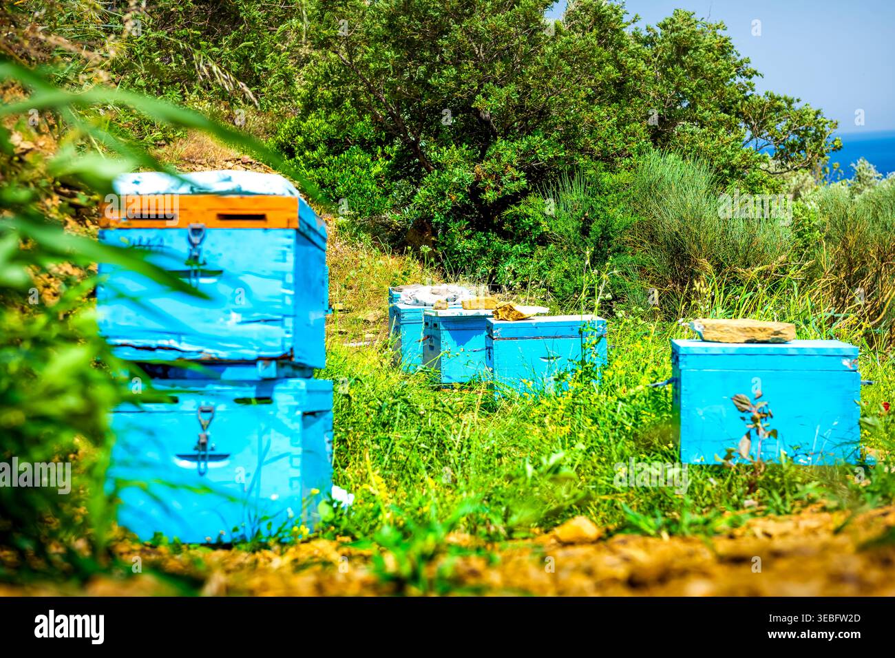 Bienenstock, Bienenstock für die Erzeugung von Rohhonig auf der Bergwiese auf der Insel Ikaria, Griechenland, bekannt für die Langlebigkeit der blauen Zone Stockfoto