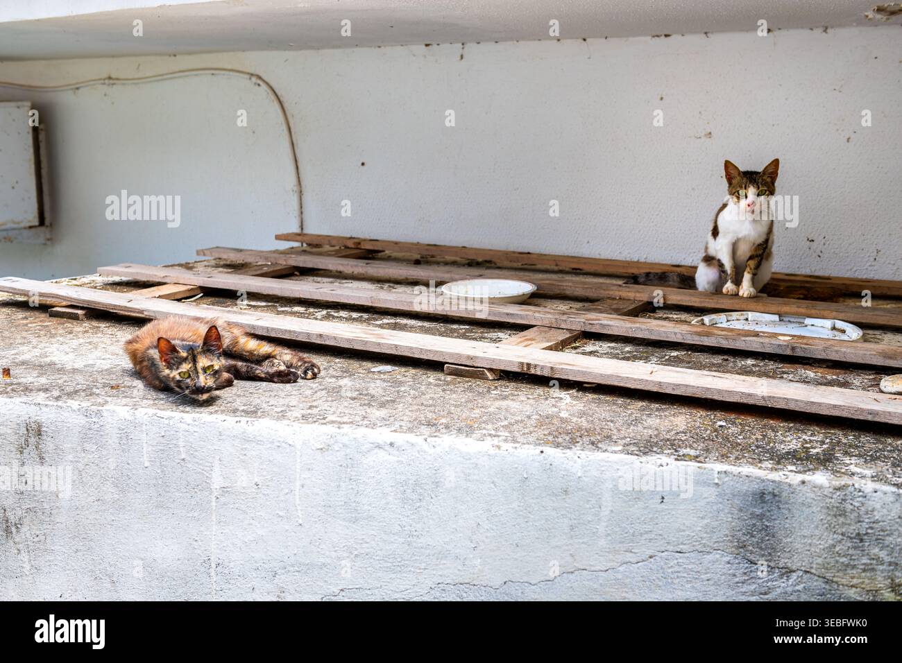 Streunende Katzen, zwei verwilderte Straßentiere, die sich unter dem Dach des Hauses in Karavostamo, Griechenland auf der Insel Ikaria, verstecken Stockfoto