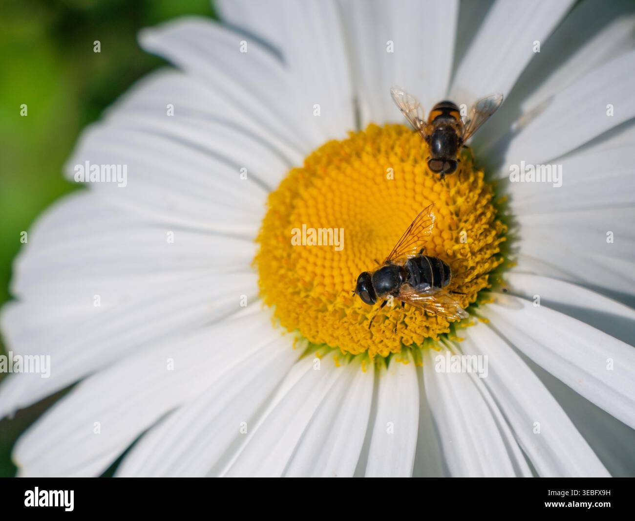 Zwei Hoverflies ruhen auf einer hellen weißen Gänseblümchenblume mit einem leuchtend gelben Zentrum in einem sonnigen Garten Stockfoto