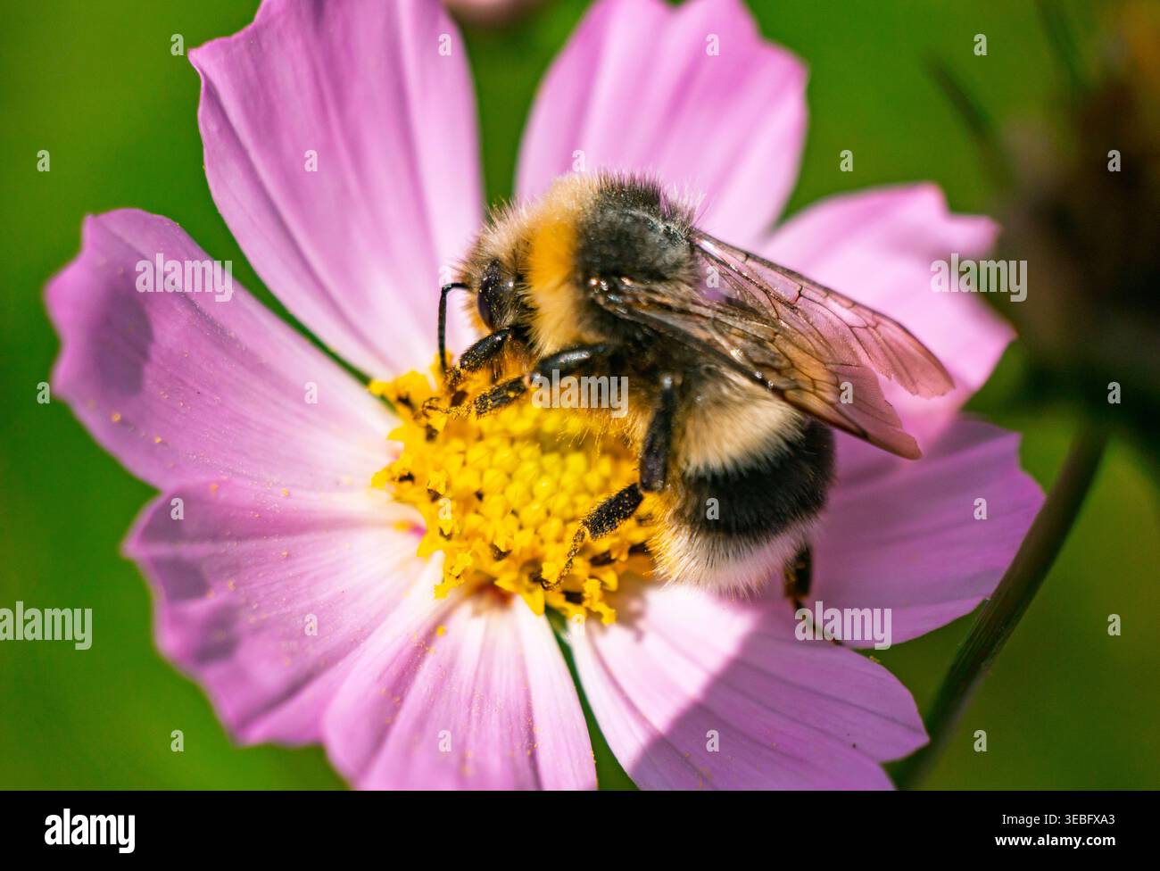Fuzzy Hummel sammelt in einem sonnigen Garten im Freien Pollen aus einer leuchtenden rosa Kosmos-Blume Stockfoto