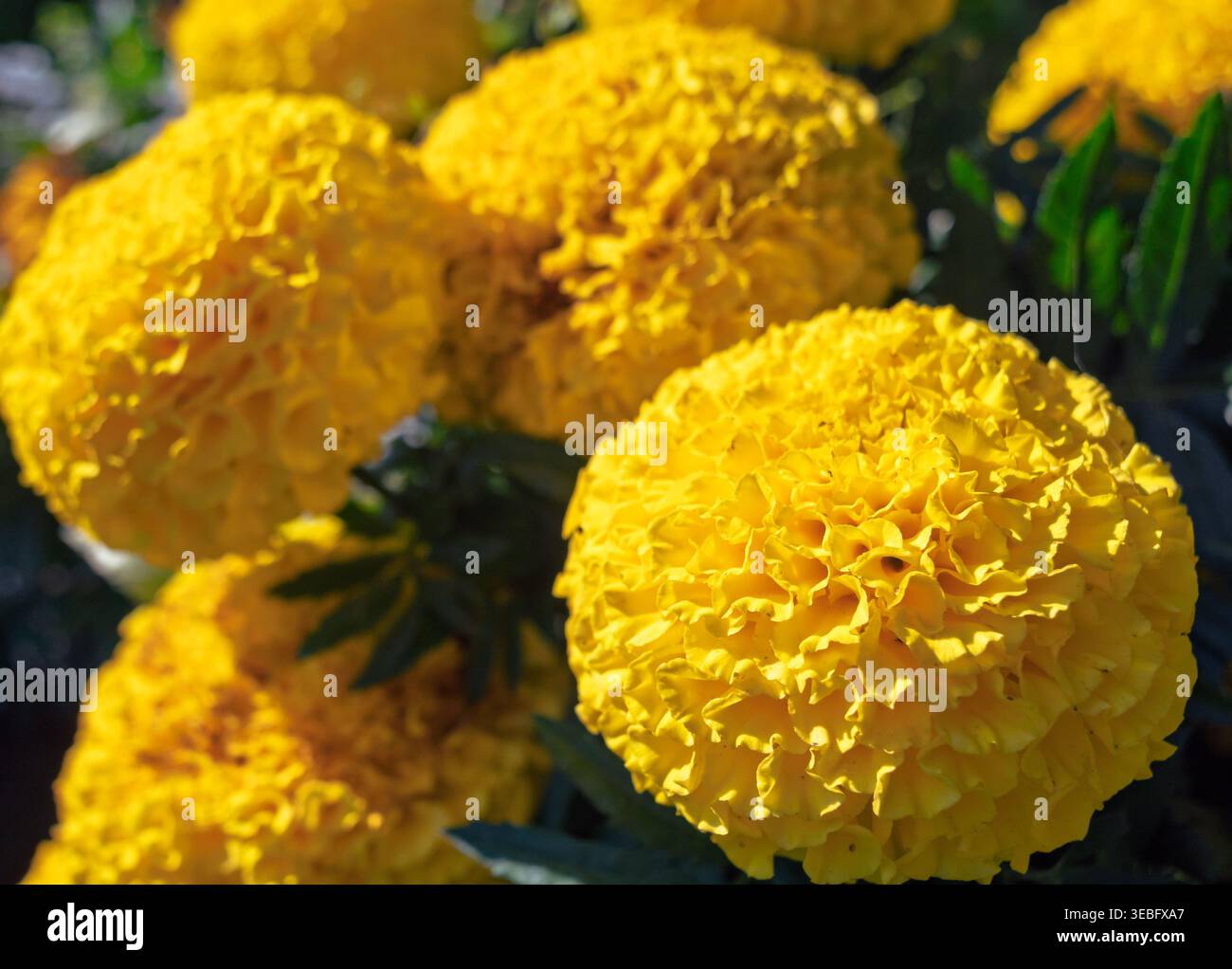 Goldene gelbe afrikanische Ringelblumen blühen an einem klaren Sommermorgen in einem sonnigen Garten Stockfoto