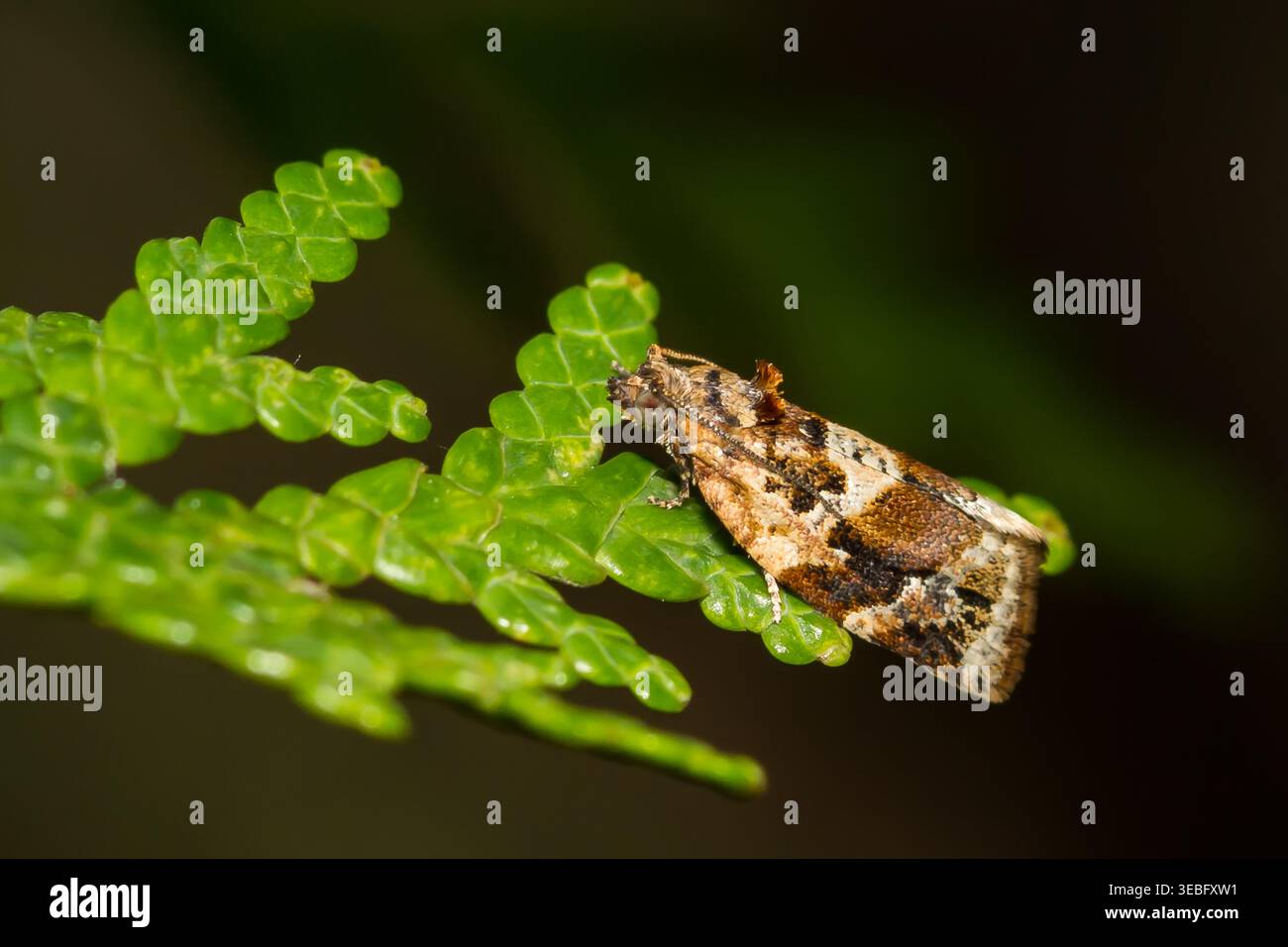 Rotbändige Leafrollermotte - Argyrotaenia velutinana Stockfoto