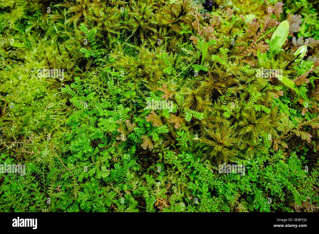 Hintergrund mit hellen, gesättigten grünen Blättern, abstrakter Hintergrund Stockfoto
