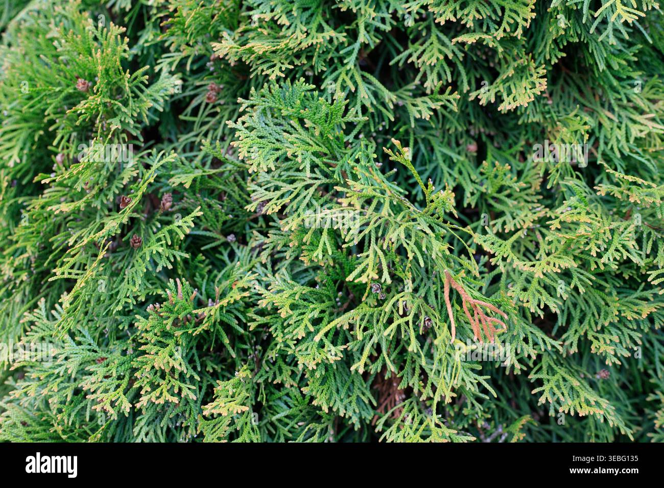Hintergrund grüner Thuja-Baum Zweige. Natürliche Nadeln im Hintergrund, helle immergrüne Textur, Kopierraum. Junge Blätter des Waldes Oriental arborvitae. Stockfoto