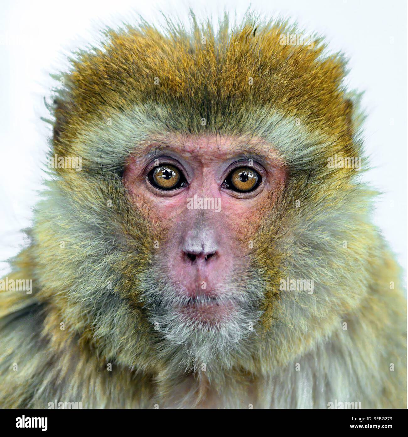 Porträt von Rhesus macaque (Rhesus mulatta) frtom chopta, Uttarakhand, Indien. Stockfoto