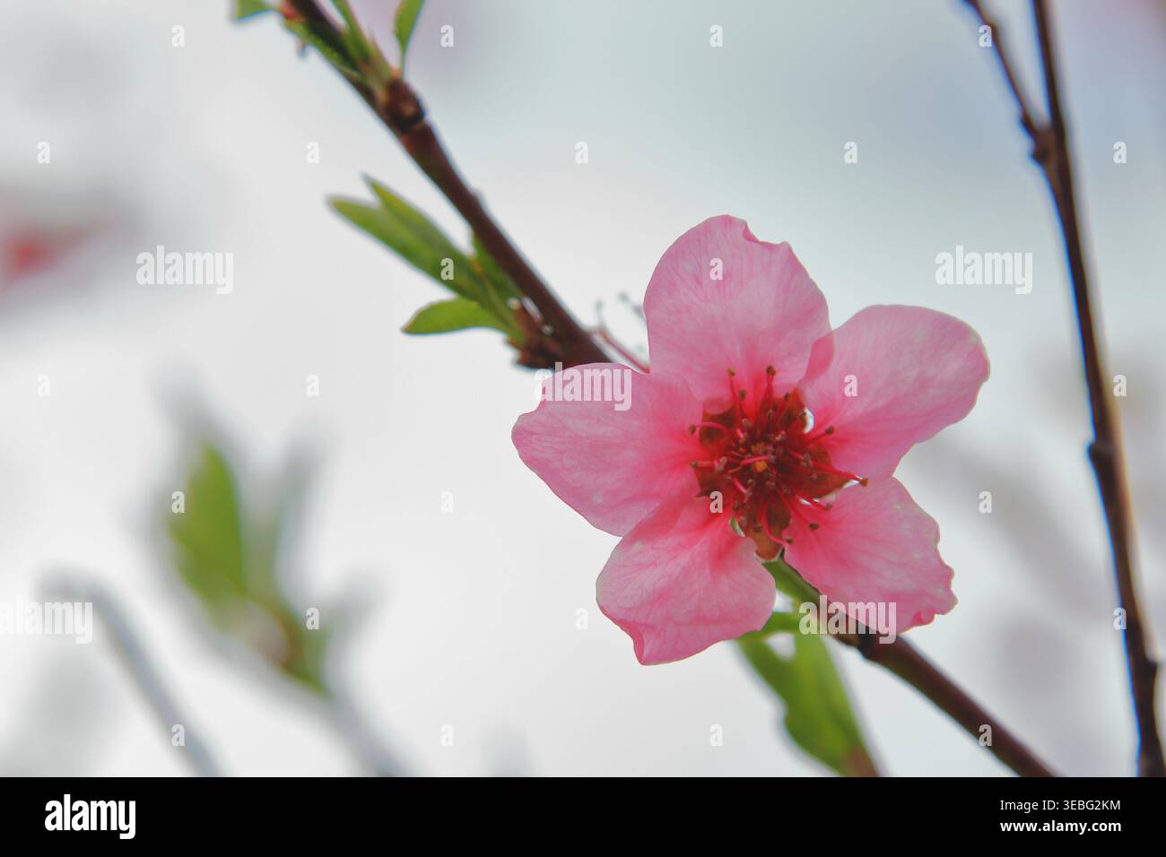 Rosa Pfirsichblüten auf einem Nahfoto in meinem Garten. Stockfoto