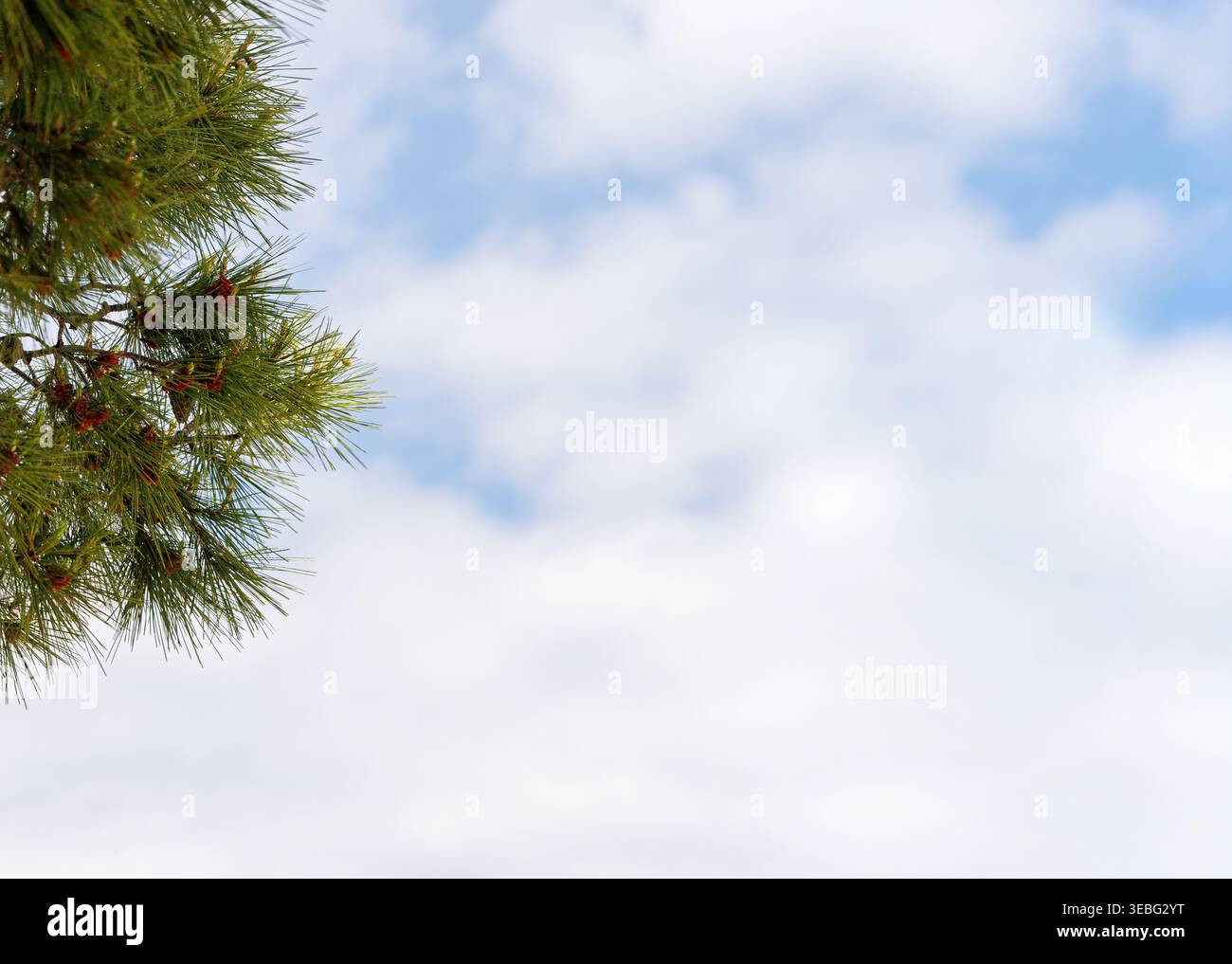 Tannenzweig mit grünen Nadeln gegen bewölkten Himmel mit Kopierraum Stockfoto