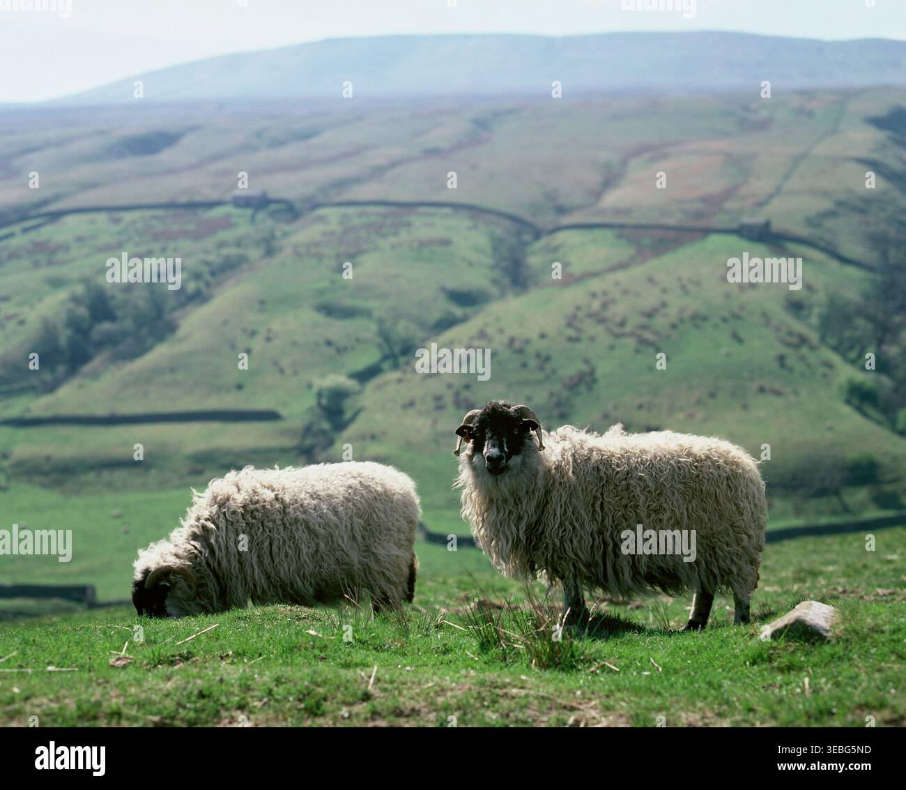 Vereinigtes Königreich. England. Yorkshire. Die Dales. Schafe am Hang. Stockfoto