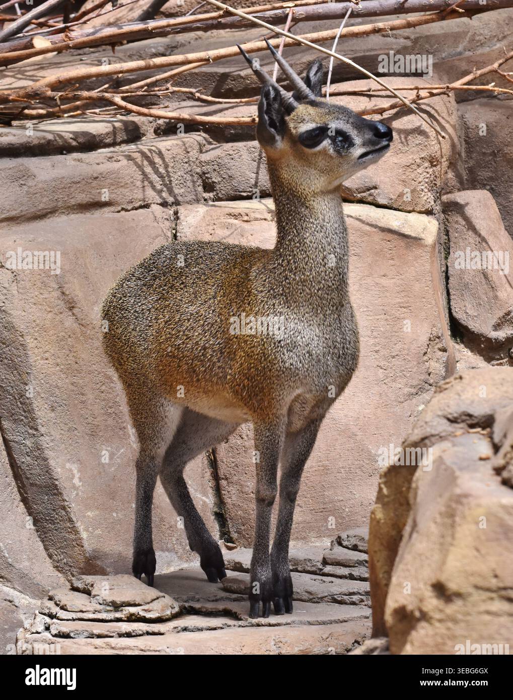 Der Klippspringer (Oreotragus oreotragus) ist eine kleine Antilope, die im östlichen und südlichen Afrika vorkommt. Stockfoto