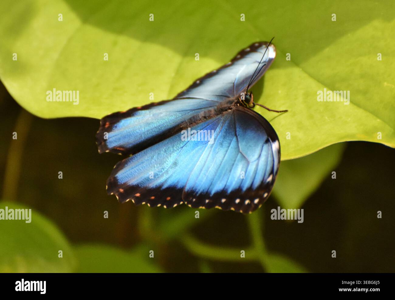 Der Blue Morpho Butterfly (Morpho menelaus) ist ein schillernder tropischer Schmetterling, der in Süd- und Mittelamerika beheimatet ist Stockfoto