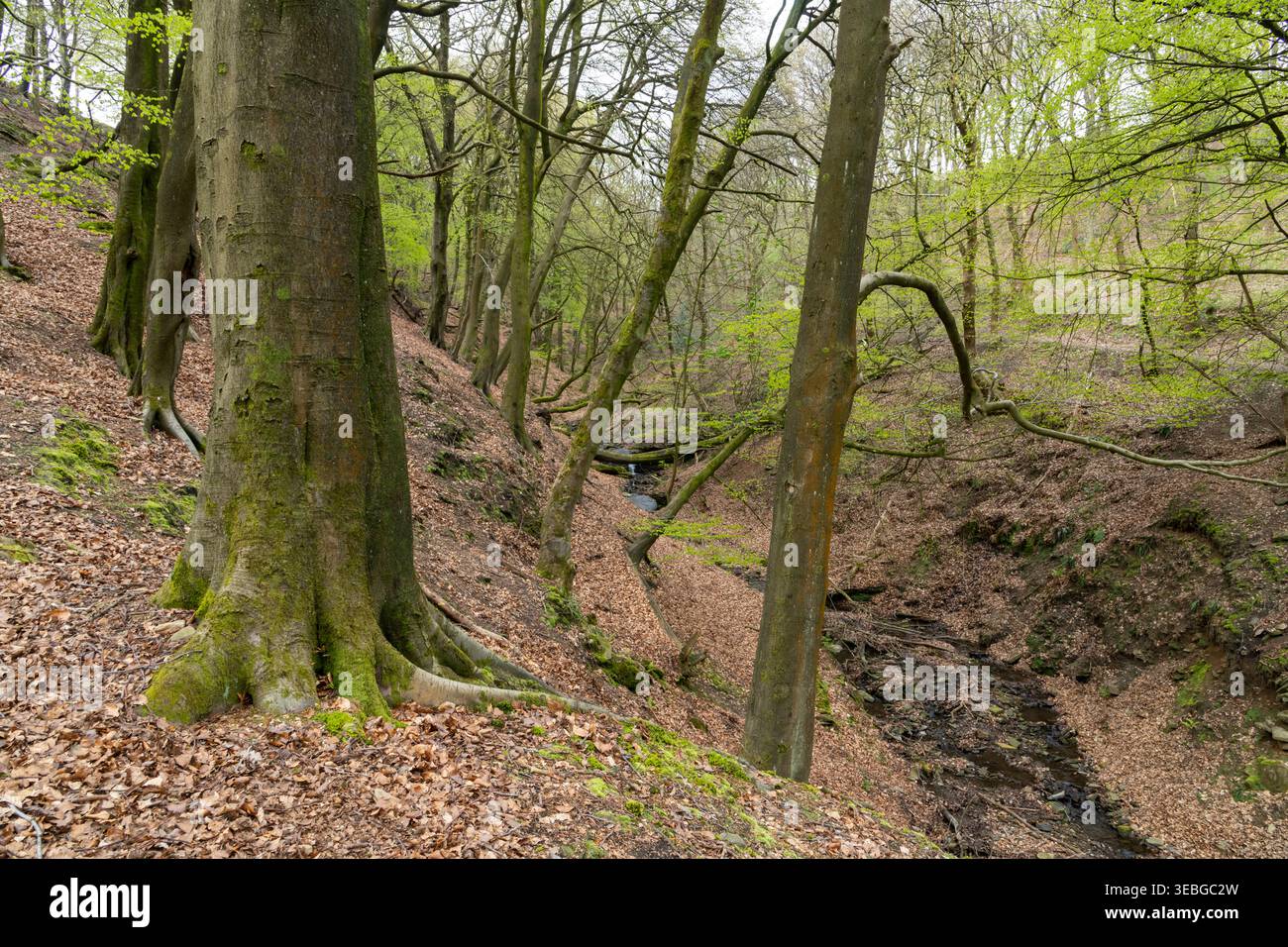 Buchenwälder bei Fox Clough am Kirklees Way, Hade Edge bei Holmfirth, West Yorkshire, England Stockfoto