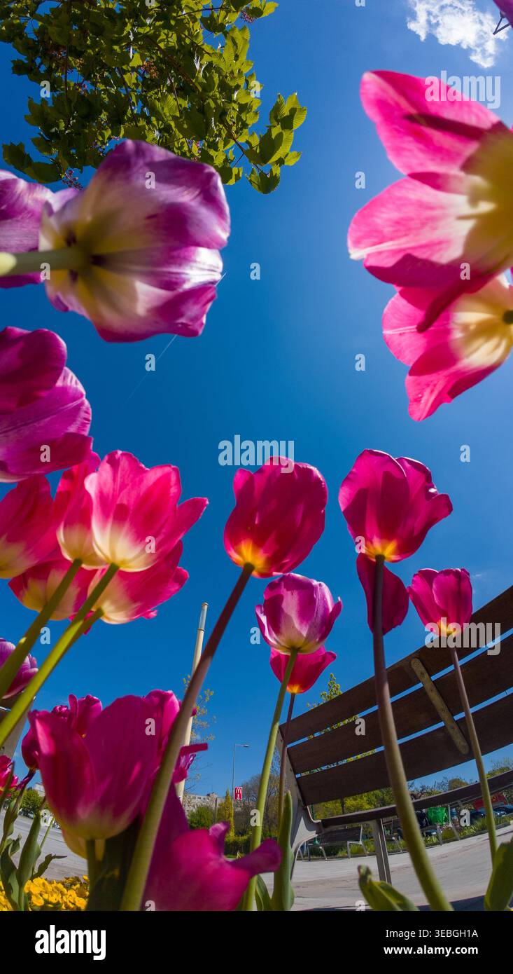 Blumen und Polizei Stockfoto