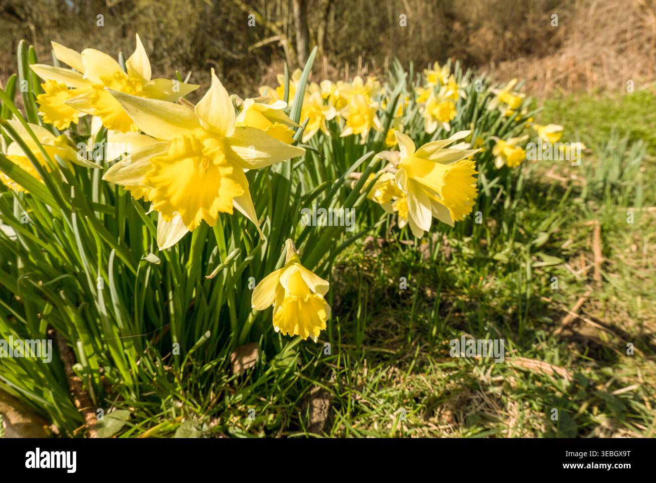 Wilddaffodil (Narcissus pseudonarcissus), auch bekannt als Fastlilie. In Herefordshire, Großbritannien. März 2026 Stockfoto