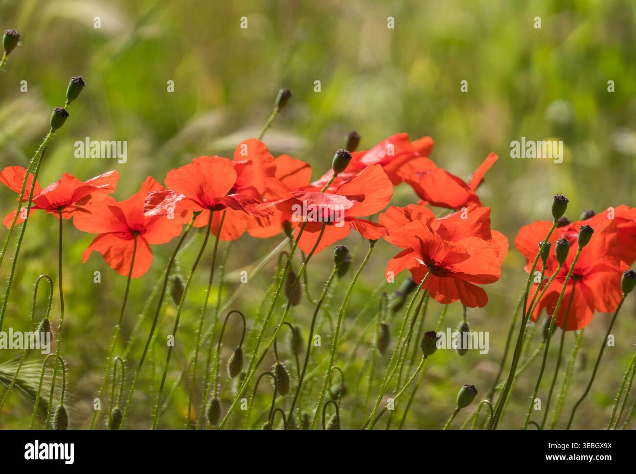 Wilder roter Mohn Papaver rhoeas, auch bekannt als der Maismohn, der in den andalusischen Bergen in Spanien wächst. April 2025 Stockfoto