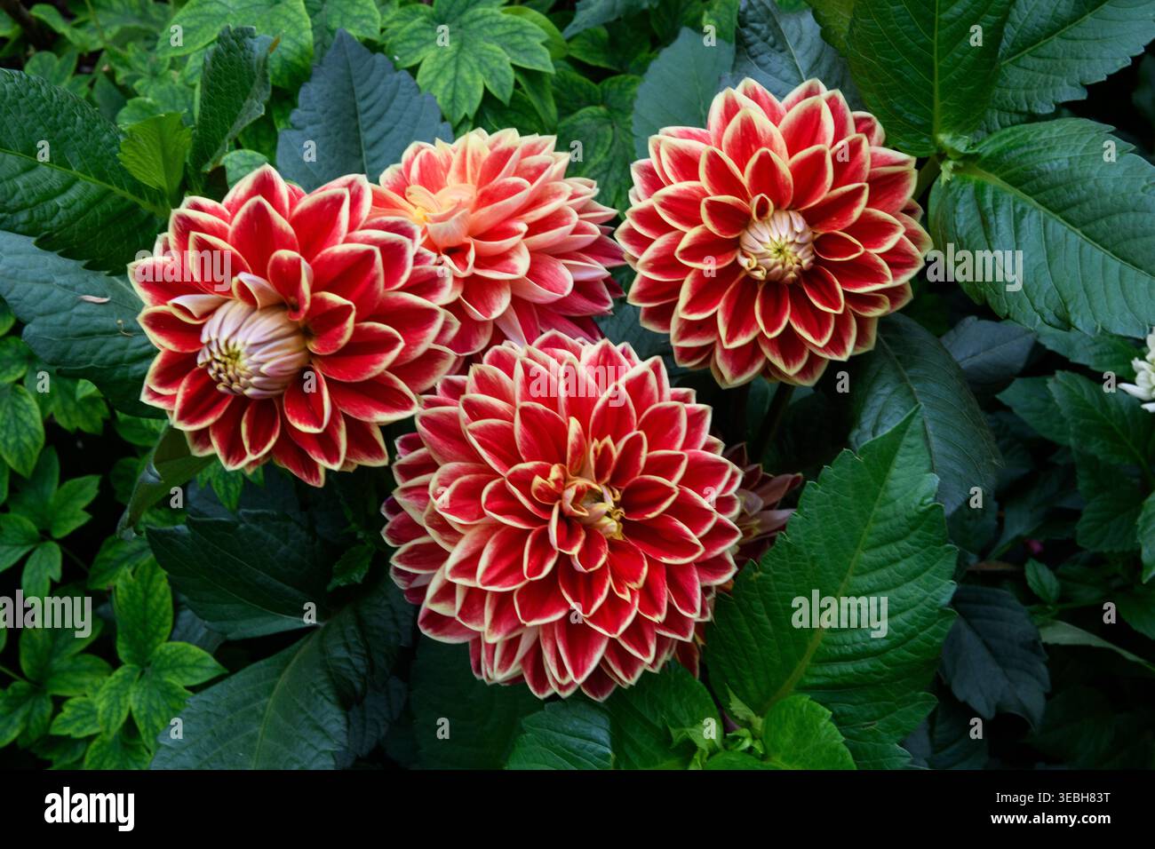 Bunte Dahlienblüten, eine Gattung buschiger, knollenartiger, krautiger Staudenpflanzen, in voller Blüte in einem Garten in Singapur. Stockfoto
