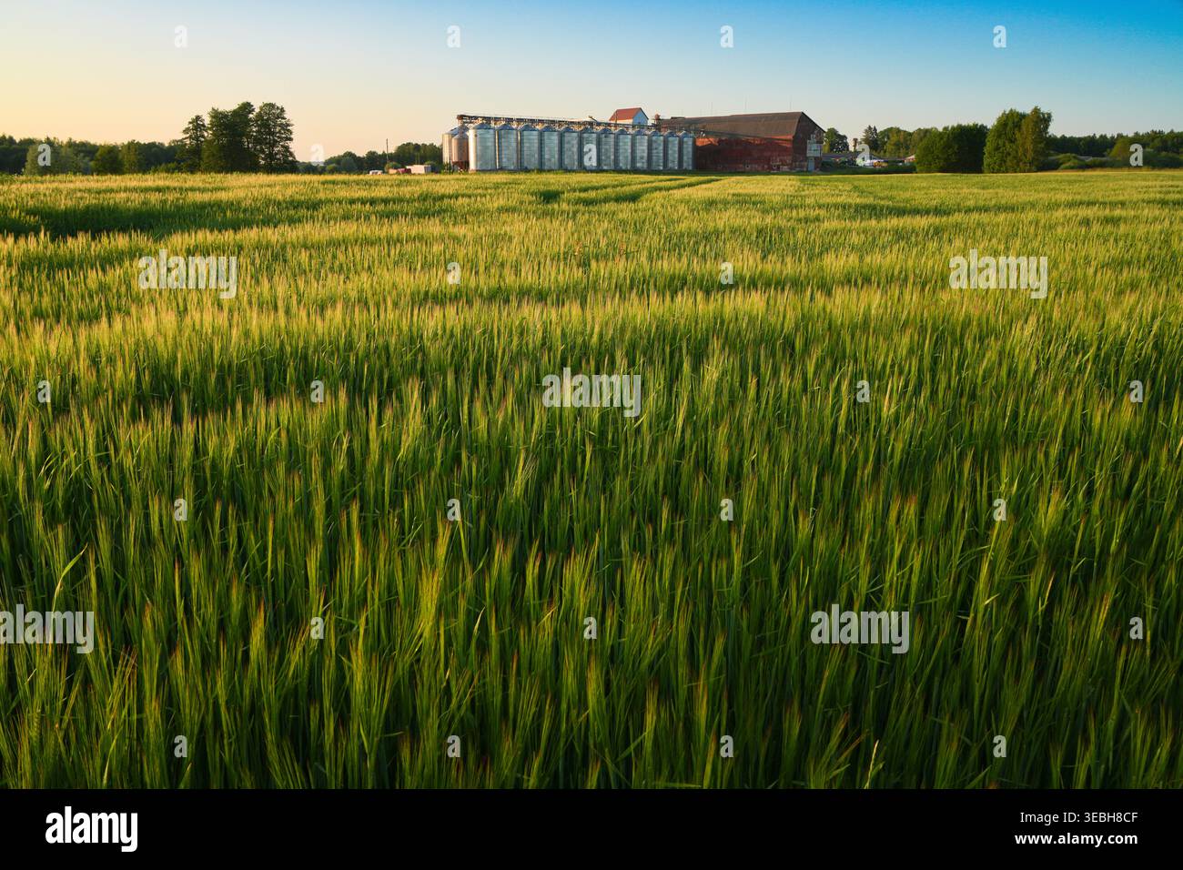 Gerstenfeld mitten im Sommer Stockfoto