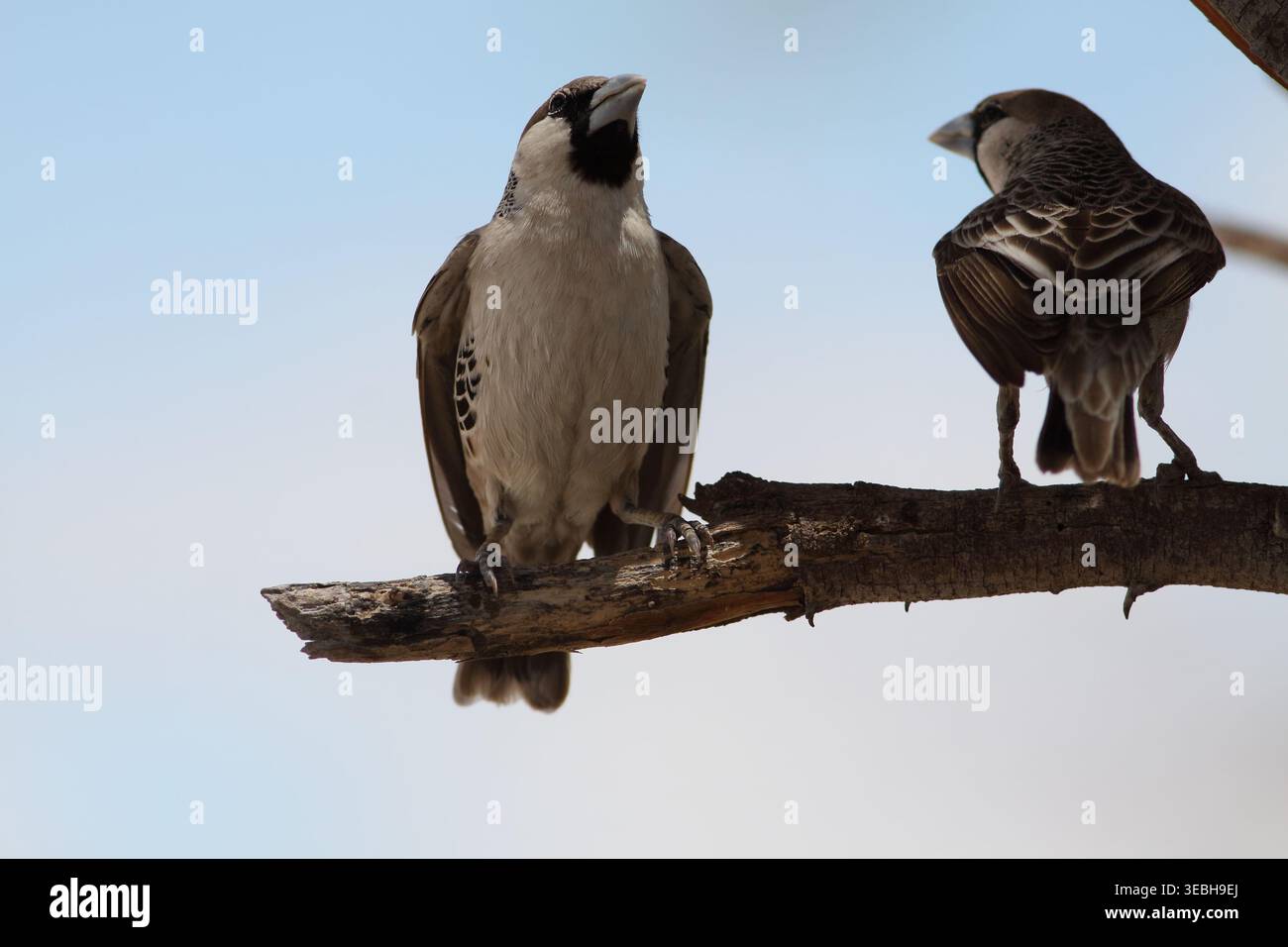 Zwei Weber, die auf einem toten Ast in Namibia saßen, zeigten Vorder- und Rückansicht vor einem blassblauen Himmel. Stockfoto