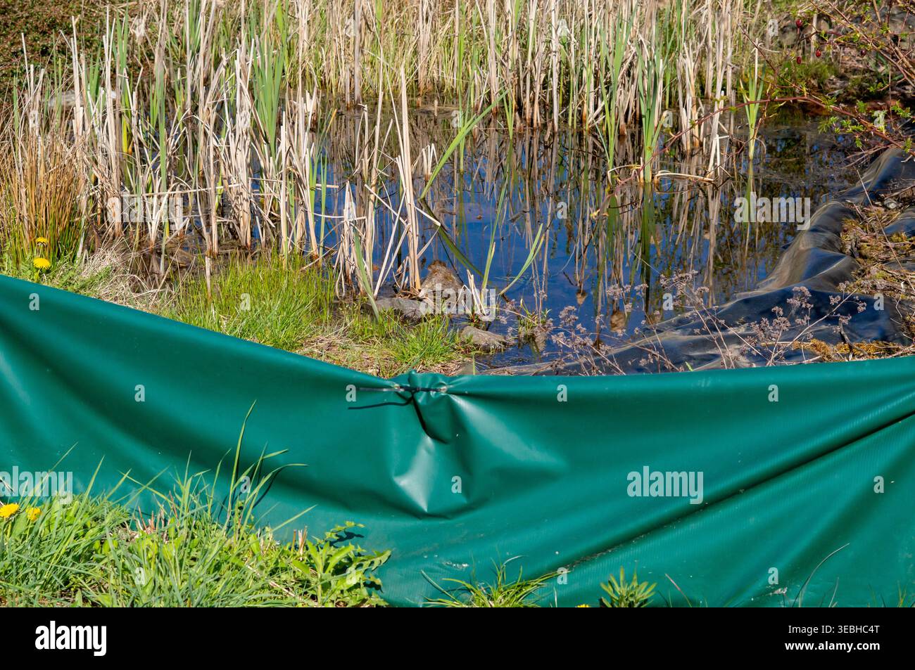 Schutzzaun für Krötenwanderung am Teich im Frühjahr Stockfoto