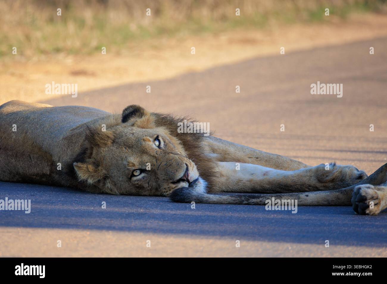 Blick auf einen männlichen Löwen, der auf einer Asphaltstraße im Kruger-Nationalpark ruht, mit dem Kopf zur Kamera in Skukuza, Mpumalanga, Südafrika. Stockfoto