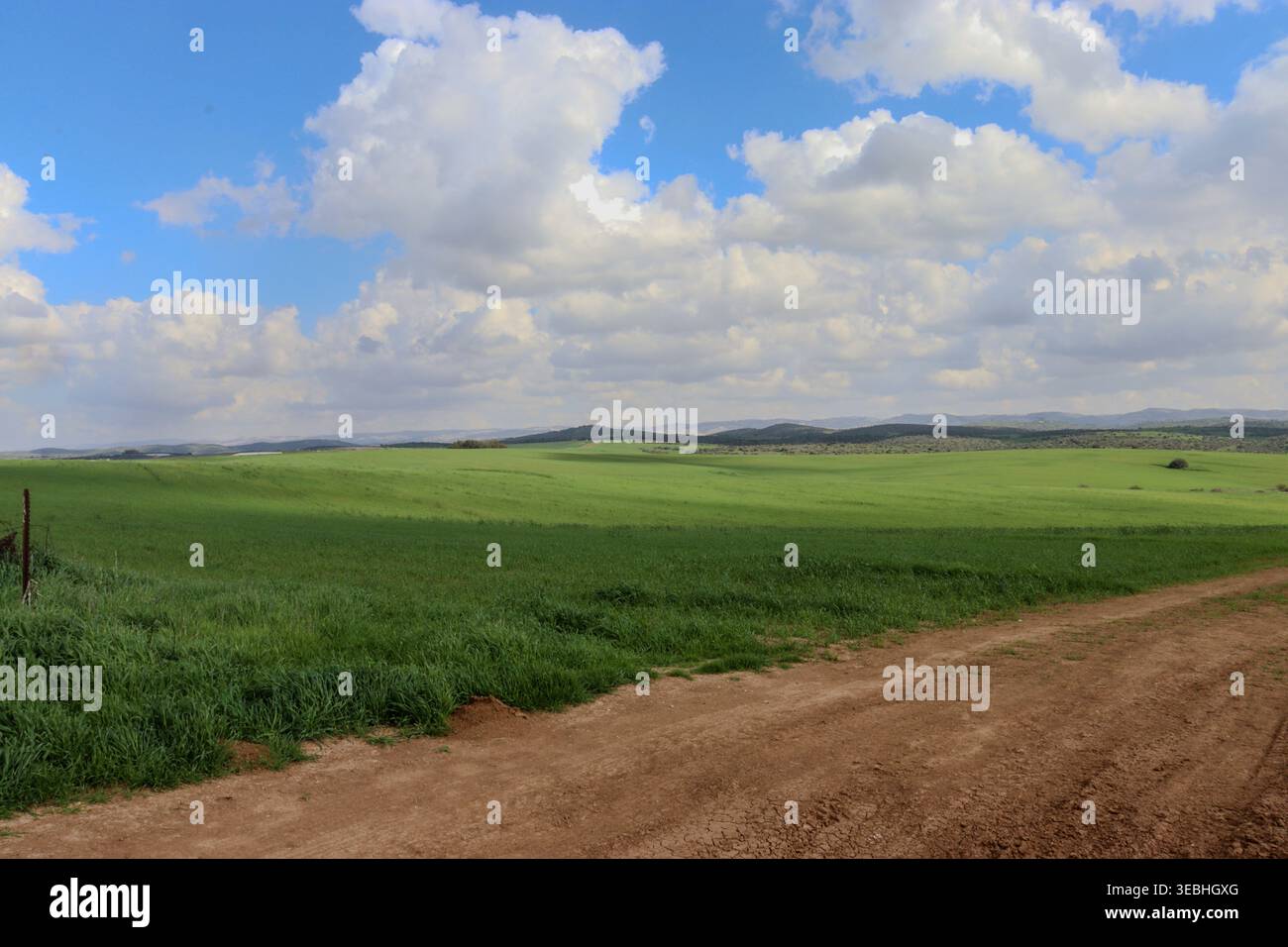 Ein grünes Weizenfeld Stockfoto