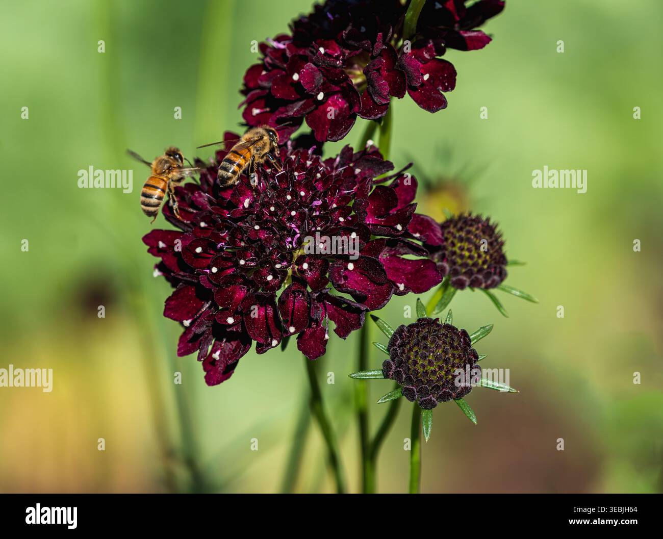 Zwei Honigbienen besuchen eine kastanienfarbene Blüte der Sorte Black Knight. Nahansicht. Stockfoto