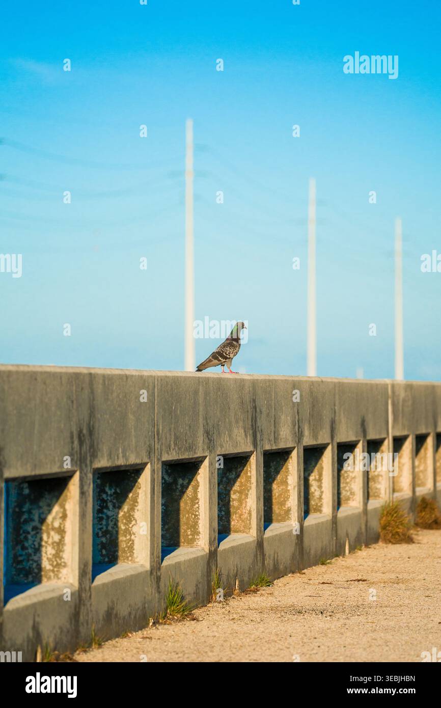 Eine graue Taube mit grünen Federn am Hals ruht auf dem schweren Betongeländer einer Küstenüberführung in den Florida Keys. Stockfoto