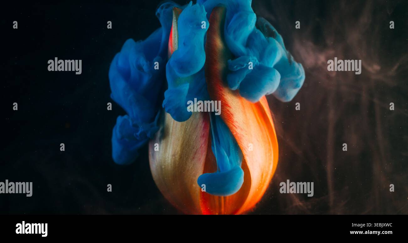Botanik-Farbe. Tintenblätter. Unschärfe blau rot lila Farbe Wolke gelb rote Tulpe Natur Knospe Blume schwimmt auf abstraktem dunkelschwarzem Hintergrund. Stockfoto