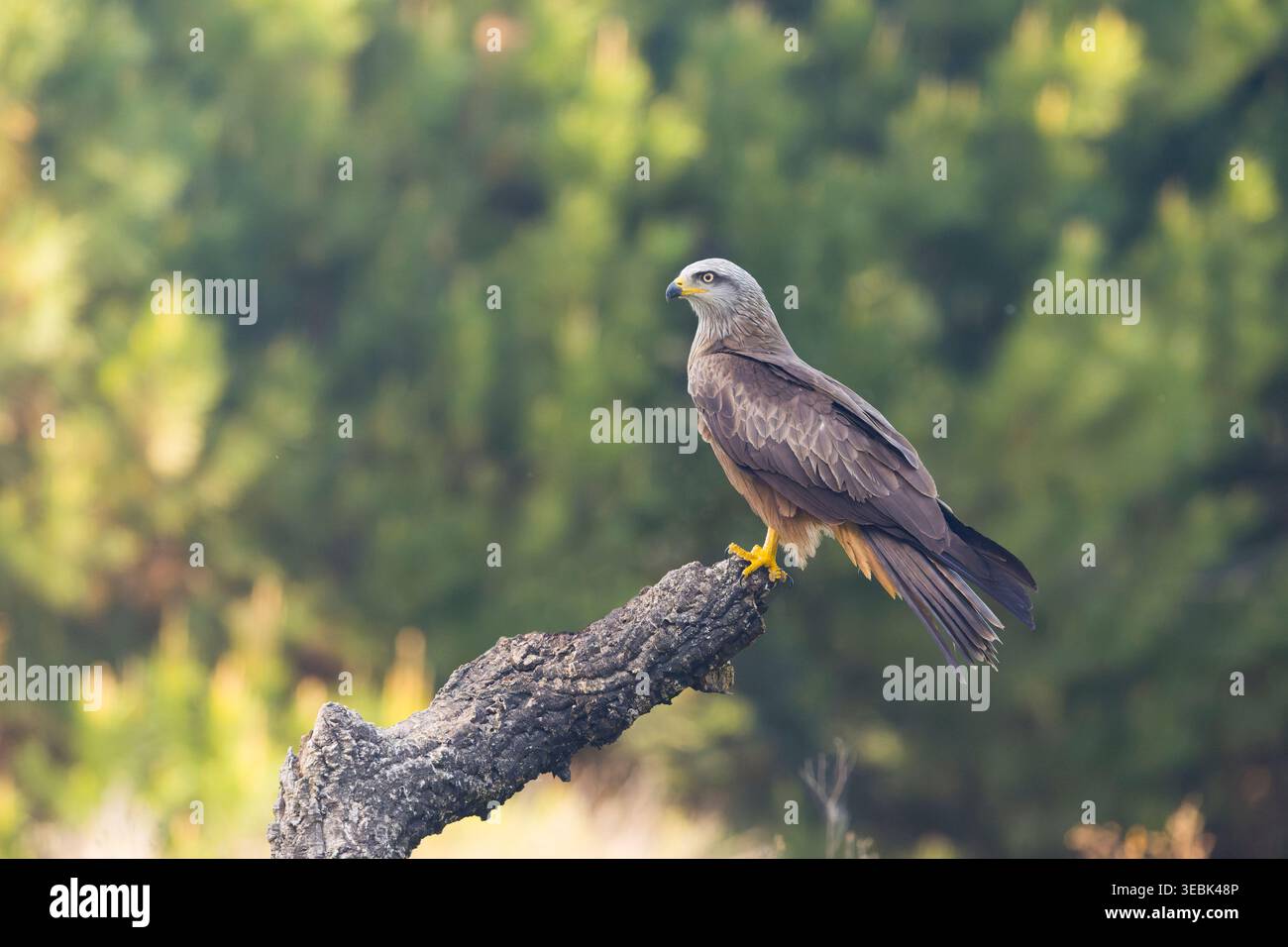 Schwarzer Drachen Milvus migrans, Erwachsener stehend auf Stumpf, Toledo, Spanien, April Stockfoto