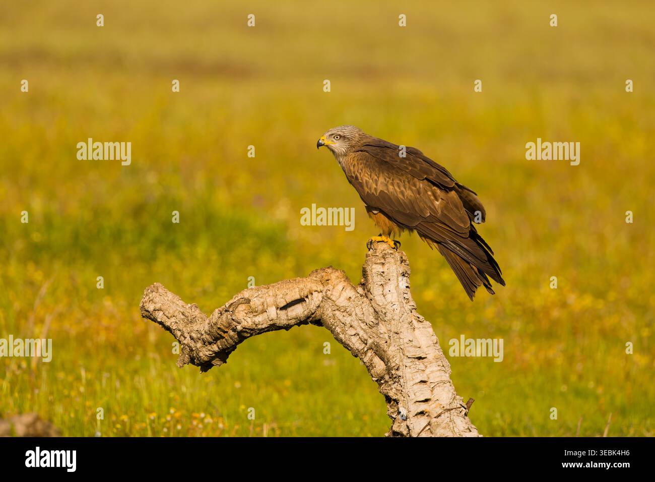 Schwarzer Drachen Milvus migrans, Erwachsener stehend auf Stumpf, Toledo, Spanien, April Stockfoto
