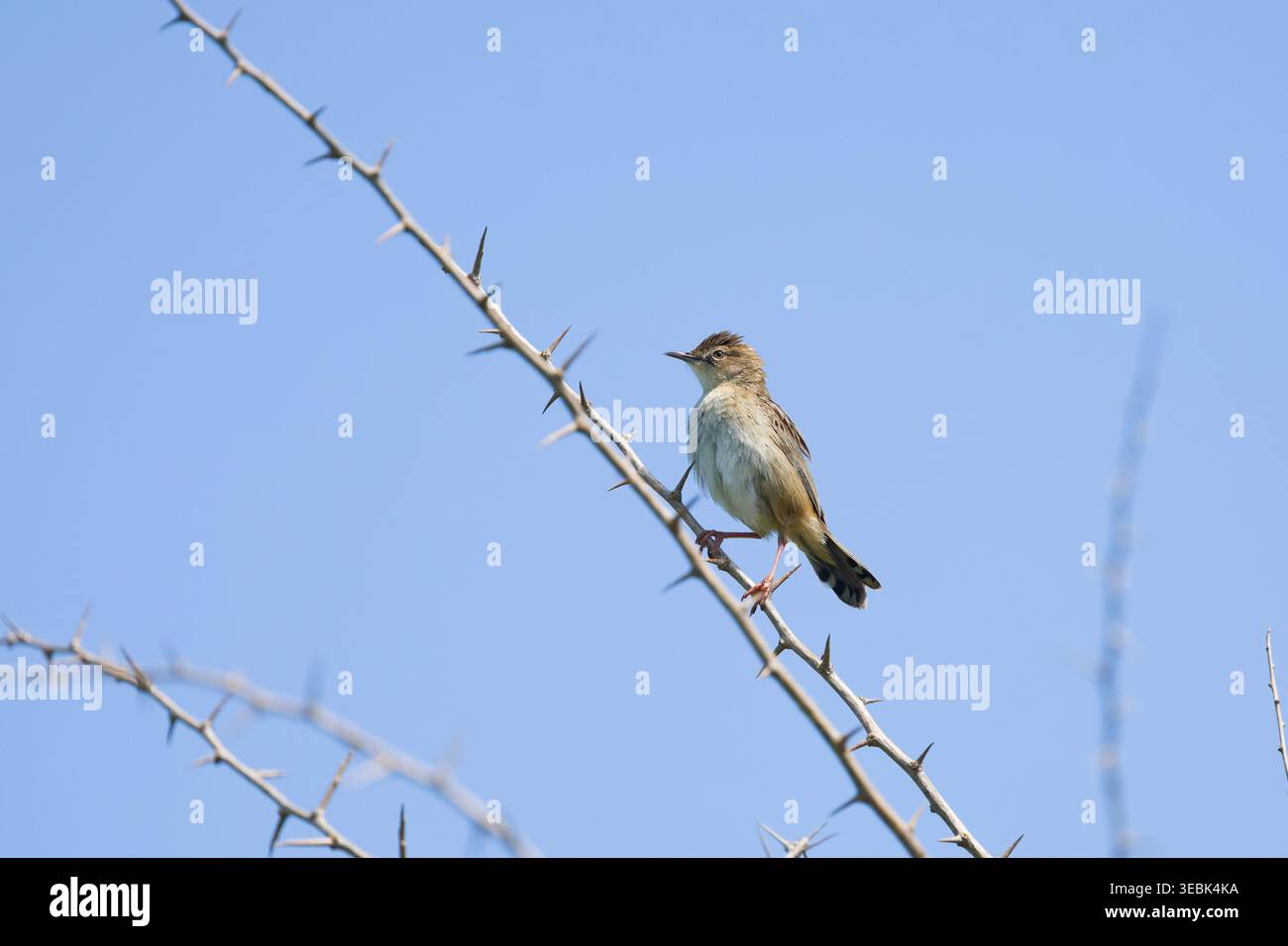 Zitting cisticola Cisticola juncidis, Erwachsener auf Zweig, Toledo, Spanien, April Stockfoto