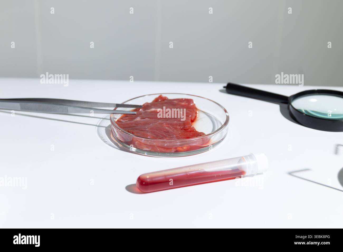 Petrischale mit im Labor angebauter Steakprobe, mit Lupe untersucht. Künstlicher Fleischanbau in vitro zur nachhaltigen Eiweißproduktion. Biotechnologiekonzept für die Ernährungssicherheit der Zukunft. Stockfoto