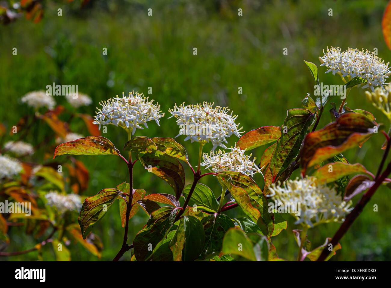Cornus sanguinea rote Hundepflanze mit Blüte und vollem Blatt. Cornus drummondii, mit winzigen weißen Blüten. Blühender Sträucher der Cornus-Kontroverse in der spr Stockfoto