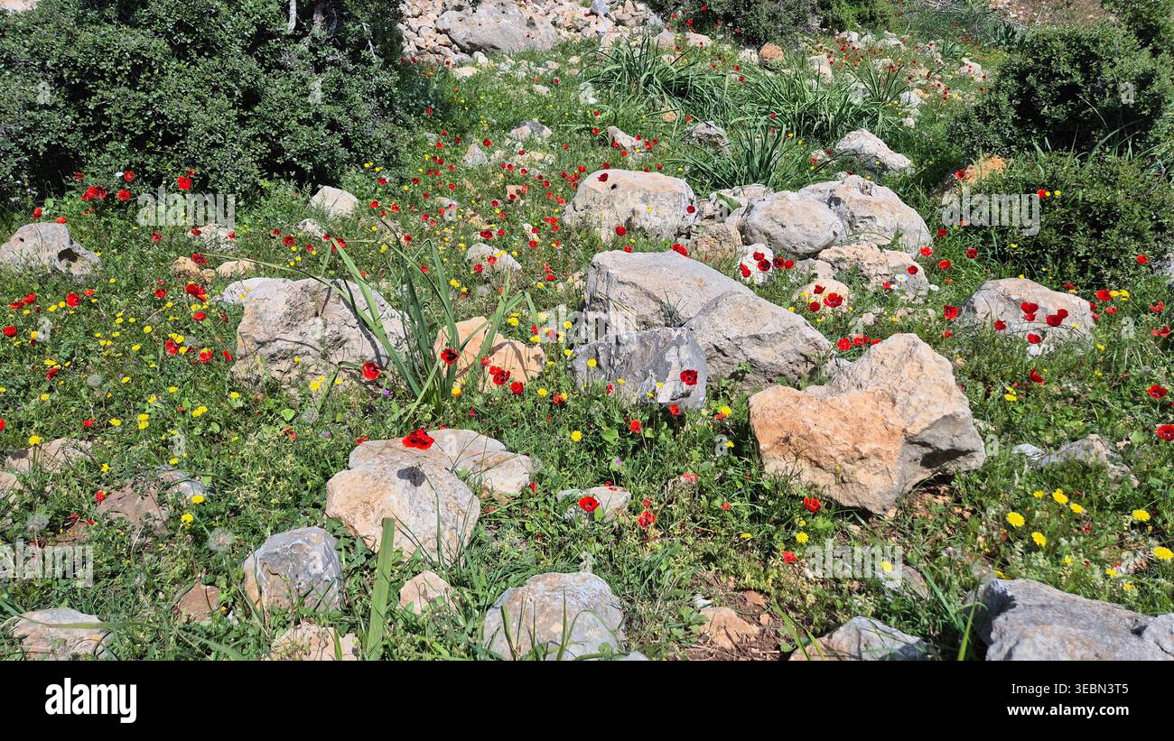 Wilde rote Mohnblumen und gelbe Frühlingsblumen inmitten von Kalksteinfelsen in einer mediterranen Landschaft - Smartphone-aufgenommenes Stockfoto