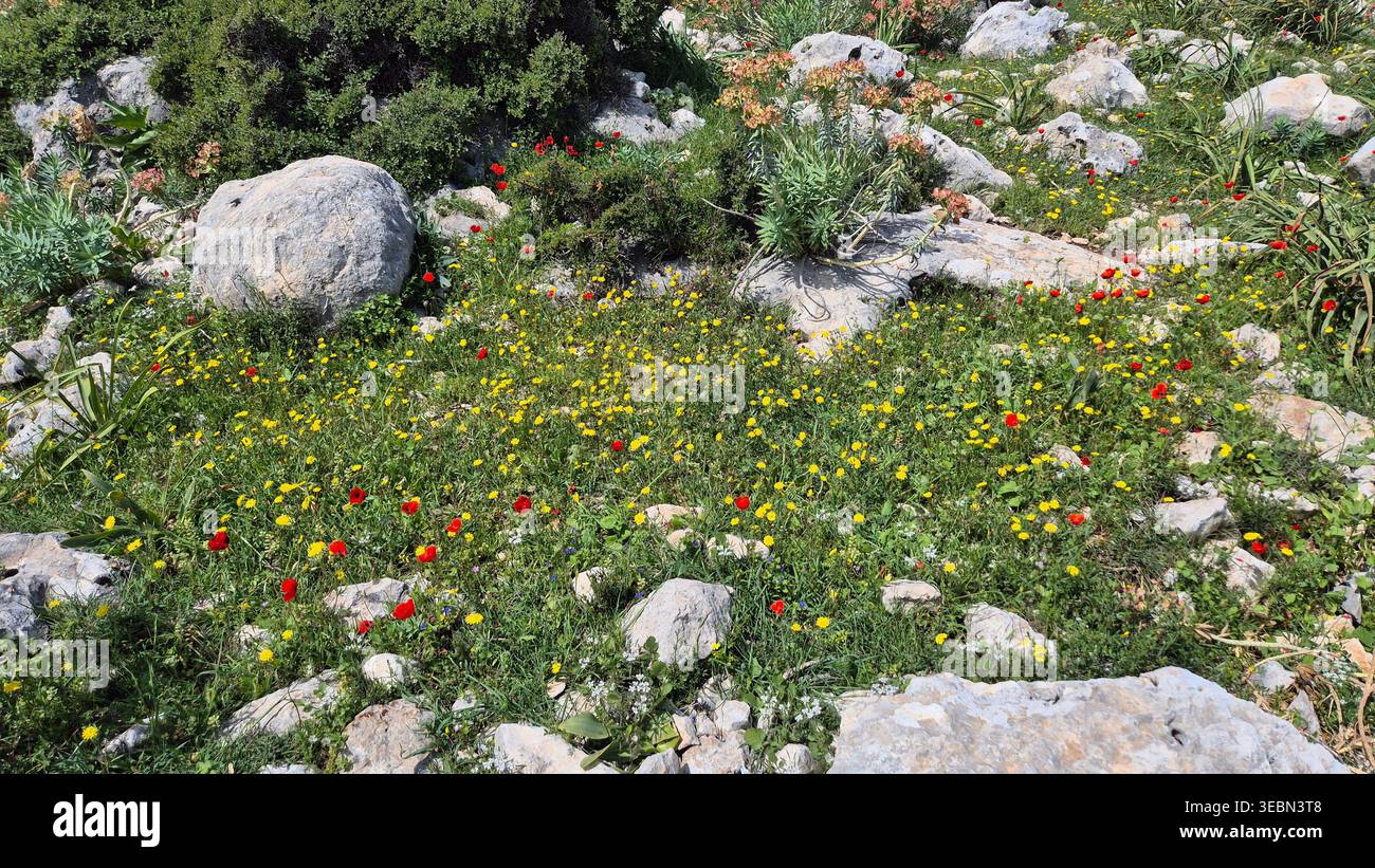 Wilde rote Mohnblumen und gelbe Frühlingsblumen inmitten von Kalksteinfelsen in einer mediterranen Landschaft - Smartphone-aufgenommenes Stockfoto