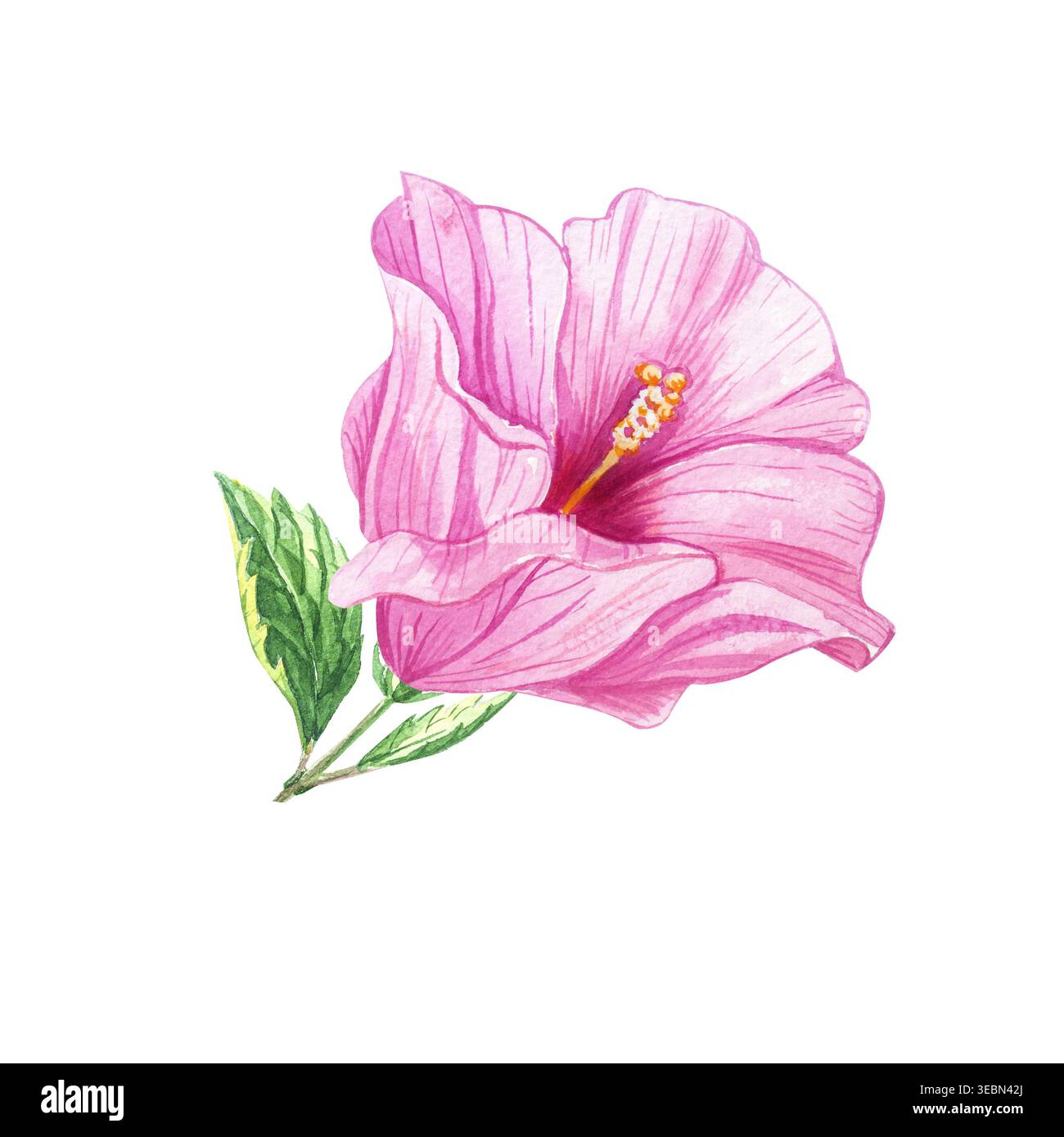 Rosa Hibiskusblüte. Aquarellbotanische Illusion isoliert auf weiß. Handgezeichnete, tropisch blühende Pflanzen-ClipArt für botanische Designs im Sommer Stockfoto