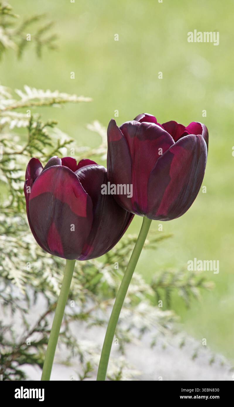 Rote Tulpen Stockfoto