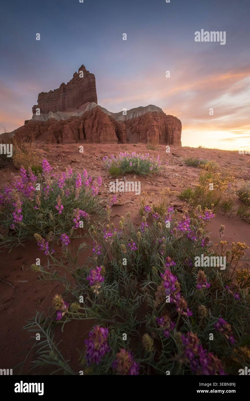 Der Blick auf leuchtende violette Wildblumen zeigt den Vordergrund vor den majestätischen roten Felsformationen unter einem ruhigen Sonnenuntergang-Himmel, Green River, Utah, United Stockfoto
