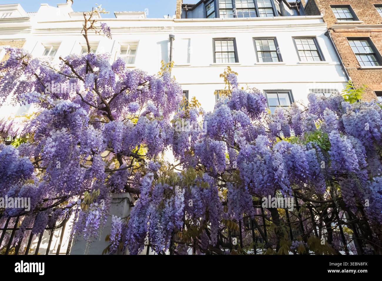 England, London, Westminster, Kensington und Chelsea, Cheyne Walk, Wohnhäuser mit Wisteria in Bloom Stockfoto