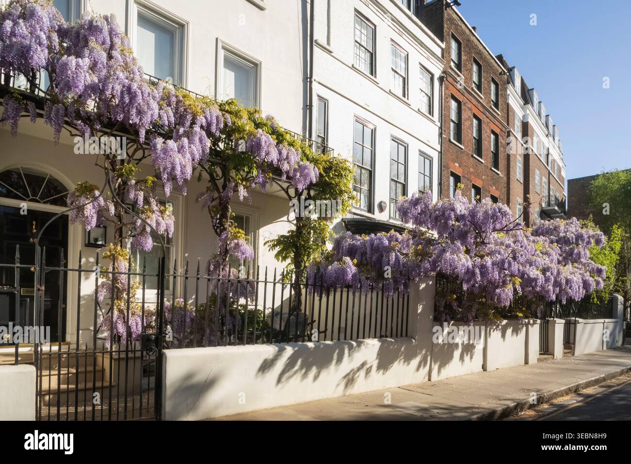 England, London, Westminster, Kensington und Chelsea, Cheyne Walk, Wohnhäuser mit Wisteria in Bloom Stockfoto