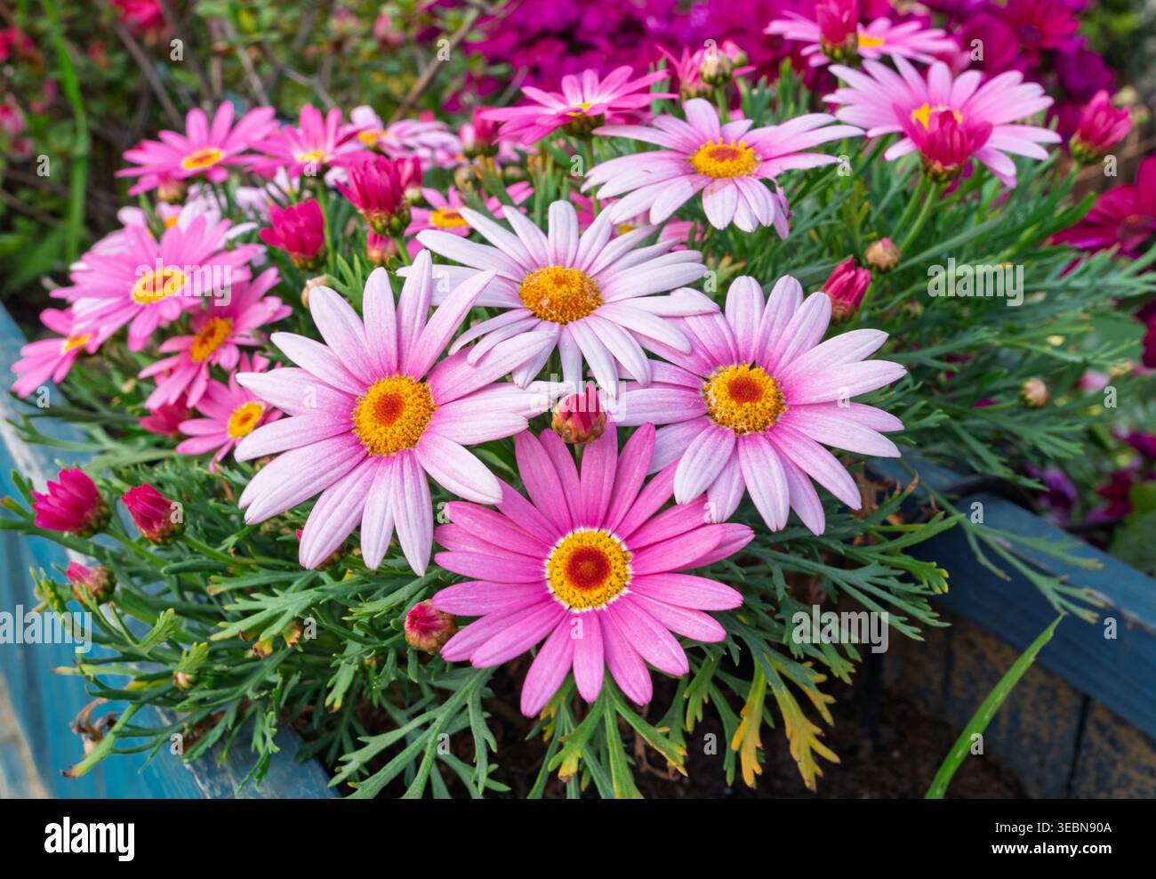Leuchtend rosa und hellrosa marguerite Blüten blühen an einem sonnigen Tag in einem dunkelblauen Pflanzgefäß Stockfoto