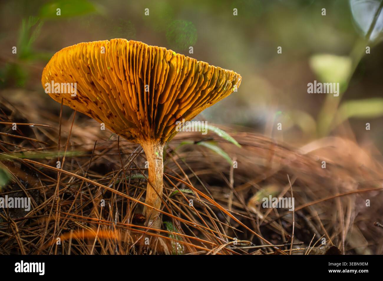 Blick auf einen einsamen, leuchtenden orangefarbenen Pilz mit komplizierten Kiemen, aufgefächert von einem texturierten Teppich aus trockenen Kiefernnadeln, Kabupaten Soppeng, so Stockfoto