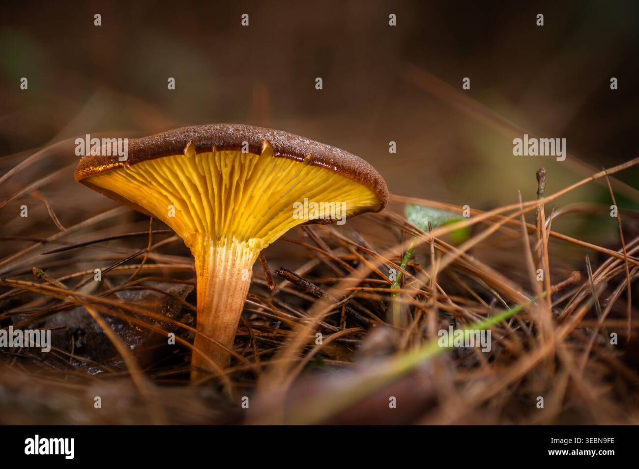 Blick auf einen einsamen Pilz mit einer dunkelbraunen Kappe und leuchtenden gelben Kiemen, glühend inmitten eines Teppichs aus Kiefernnadeln, Kabupaten Soppeng, Süd-Sulawesi Stockfoto