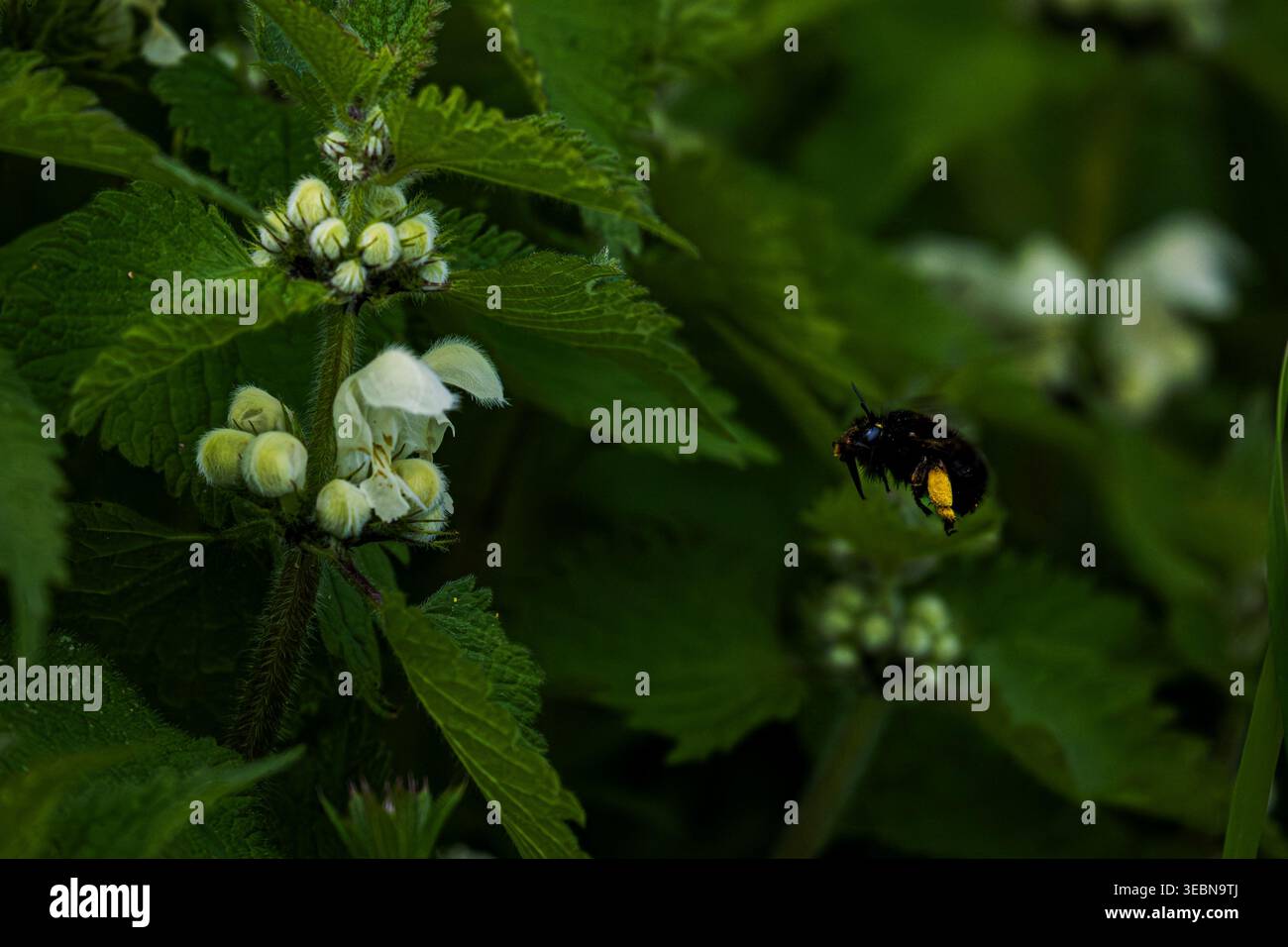Hummel sammelt Pollen von weißen Brennnesselblüten Stockfoto