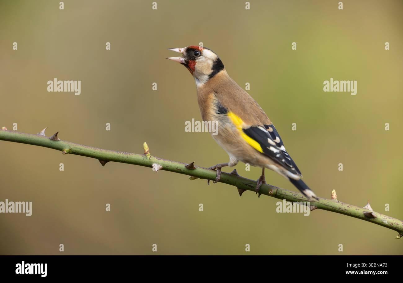 Europäischer Goldfinch Carduelis carduelis singt auf Dornzweig mit leuchtendem Gelbflügelpflaster und rotem Gesicht Stockfoto