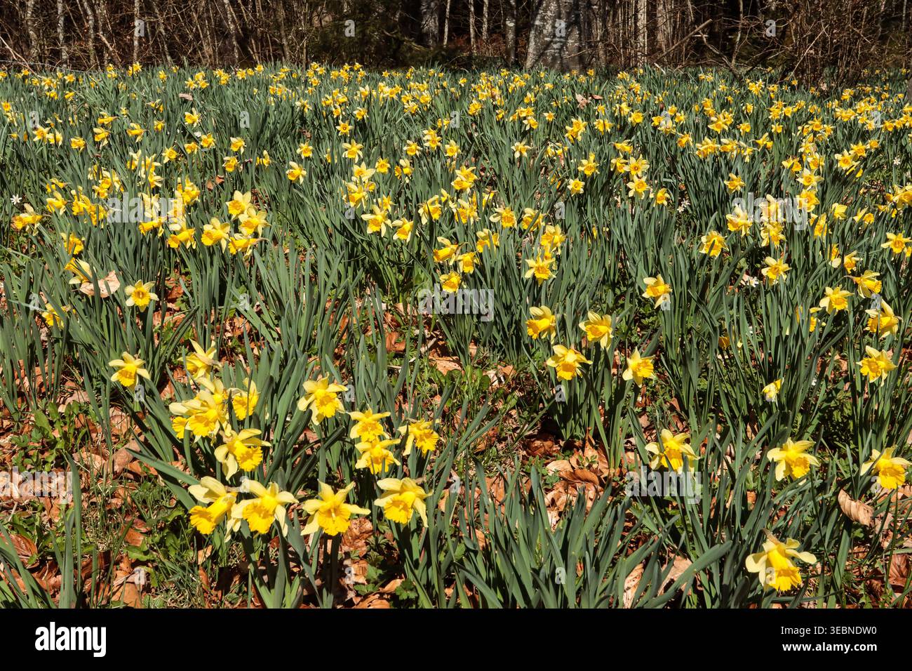 Wilde Narzissen auf einer Wiese im schweizer jura Stockfoto