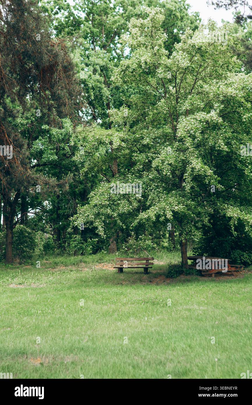 Die Menschen versammeln sich in einem Park mit Holzbänken unter großen grünen Bäumen. Die Umgebung zeigt Laub und offene Rasenflächen, die zu Aktivitäten im Freien einladen Stockfoto