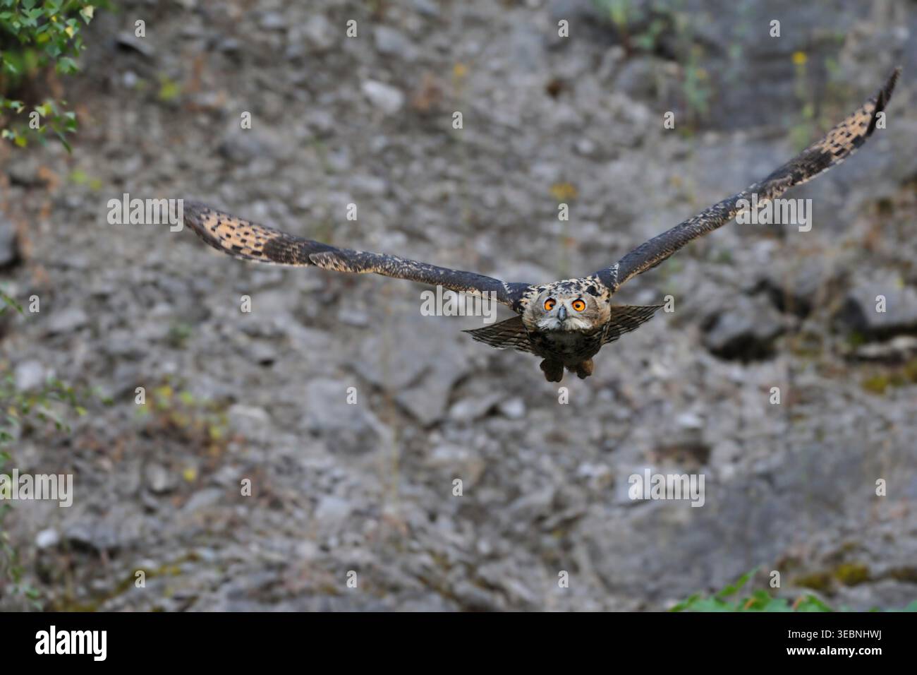 Uhu / Europaeischer Uhu (Bubo bubo) im Frontflug durch eine alte Abfrage, Wildtiere, Deutschland, kurz vor dem Zusammenstoß ;-). Stockfoto