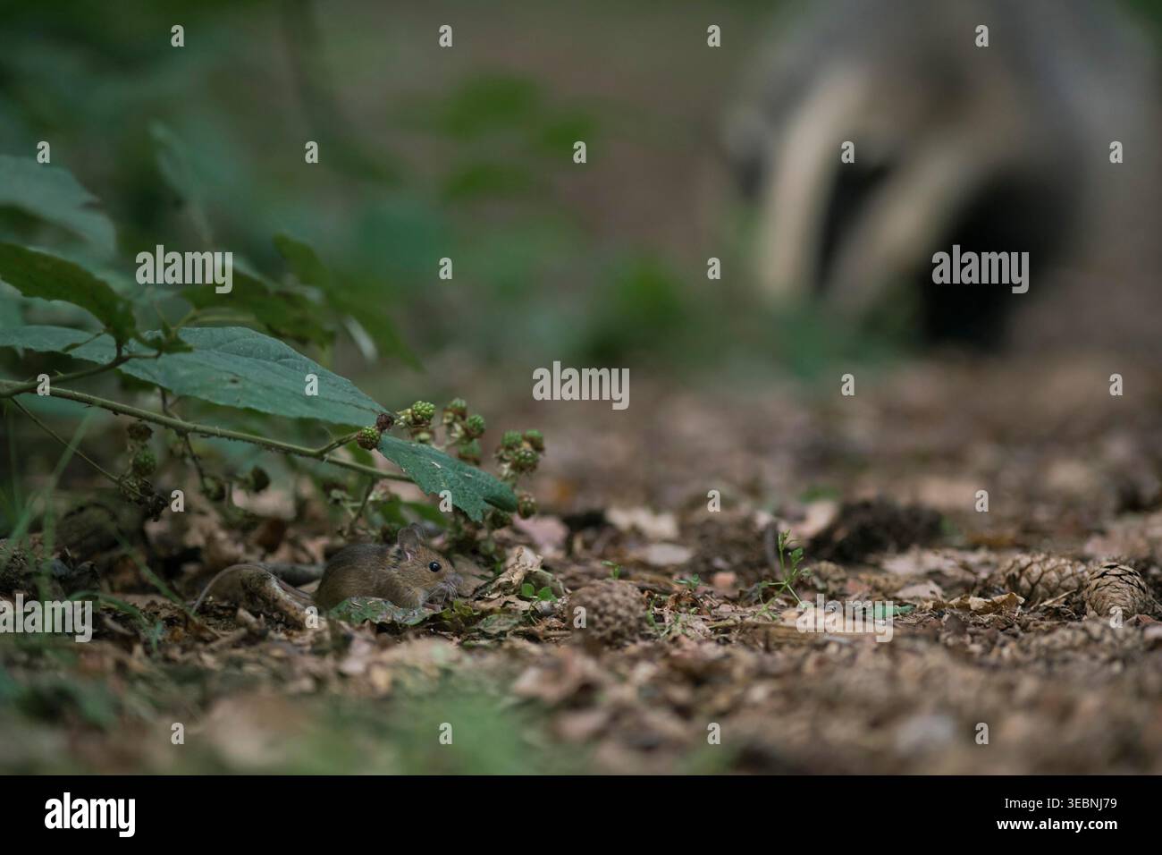 Long Tail Field Mouse / Wood Mouse / Waldmaus ( Apodemus sylvaticus ) versteckt sich vor einem näher kommenden Dachs unter brombeerranken, Wildtieren. Stockfoto