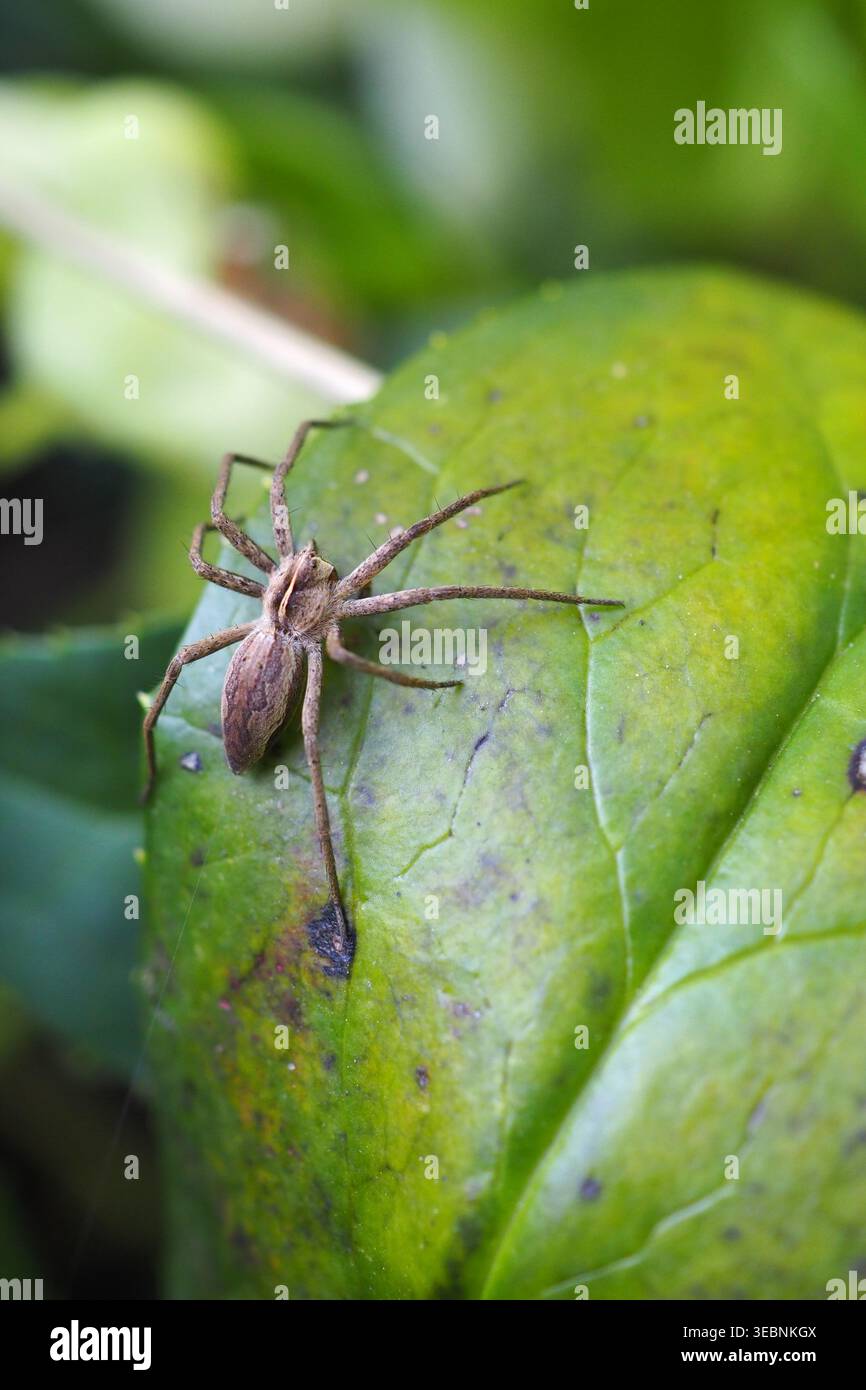 Die Netzspinne Pisaura mirabilis auf grünem Blatt mit Makrodetails Stockfoto