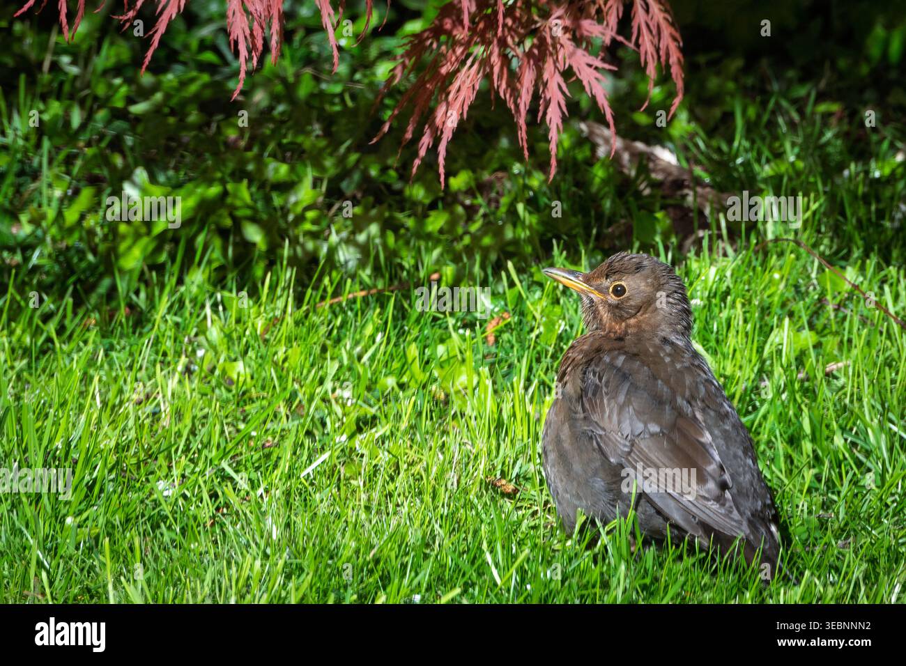 Eine Amsel findet Ruhe im sanften Morgenlicht, das auf lebendigem Gras thront. Umgeben von sanftem Grün, sonnt sie sich in der Wärme, enjo Stockfoto